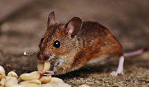 24 Hour & Emergency Exterminators in East Durham, NY